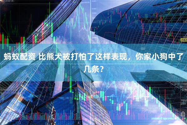 蚂蚁配资 比熊犬被打怕了这样表现，你家小狗中了几条？